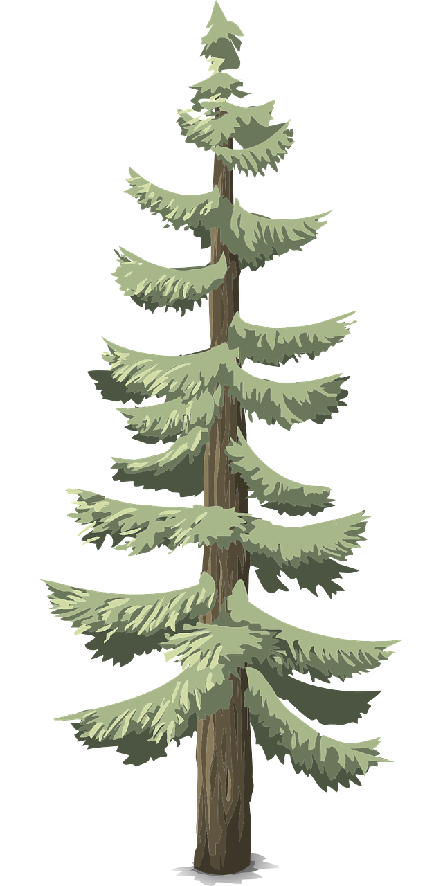 pines-576313_1280